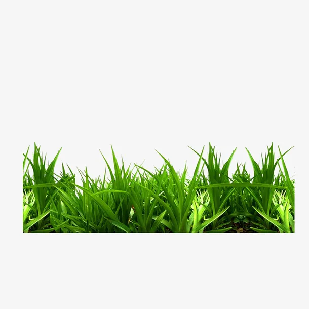 的的草草免抠动植物植物元素
