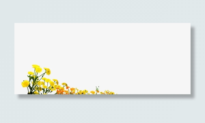 秋菊免抠