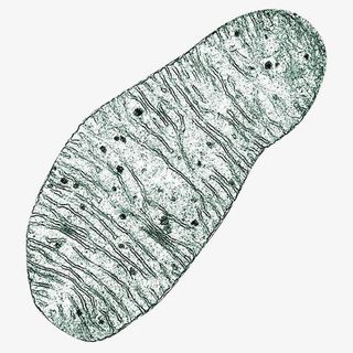 细胞线粒体显微结构图透明png免抠