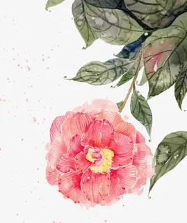 手绘山茶花树枝免抠