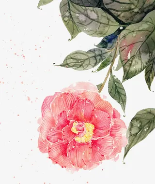 手绘山茶花树枝免抠