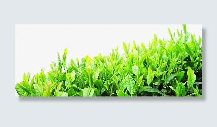 绿色茶叶茗茶品茶文化免抠
