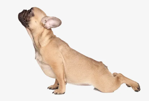 伸懒腰的哈巴狗免抠