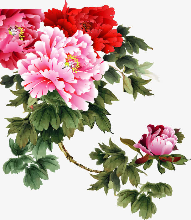 矢量手绘富贵花开免抠