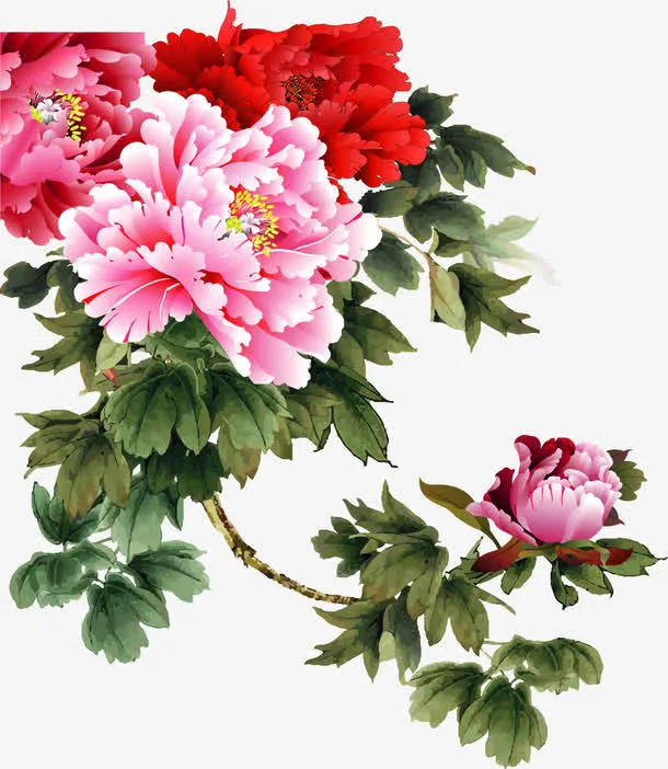 矢量手绘富贵花开免抠