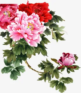 矢量手绘富贵花开免抠 矢量手绘富贵花开免抠