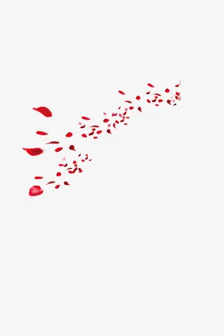 红玫瑰花瓣免抠