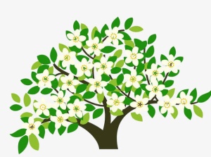 梨花树免抠