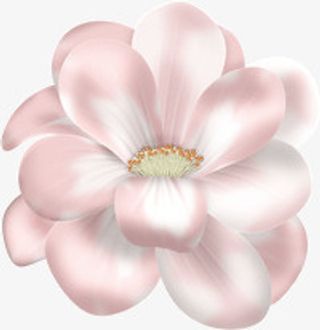 盛开的花朵免抠