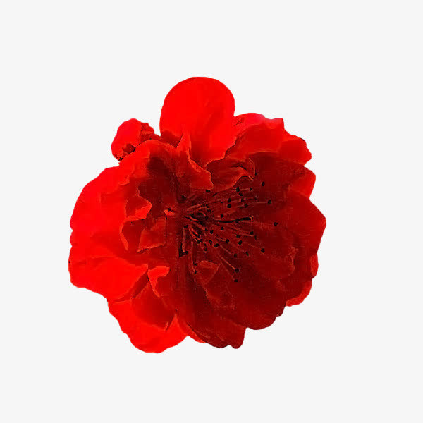 红色花瓣黑色花蕊png素材免抠