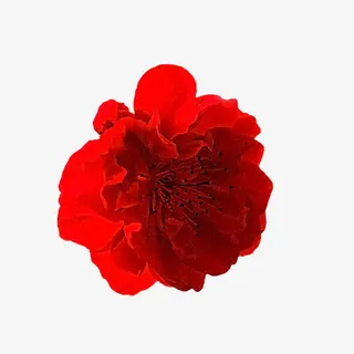 红色花瓣黑色花蕊png素材免抠