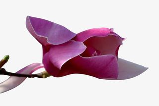 待放四季红玉兰特写镜头免抠