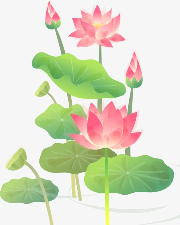 荷花免抠