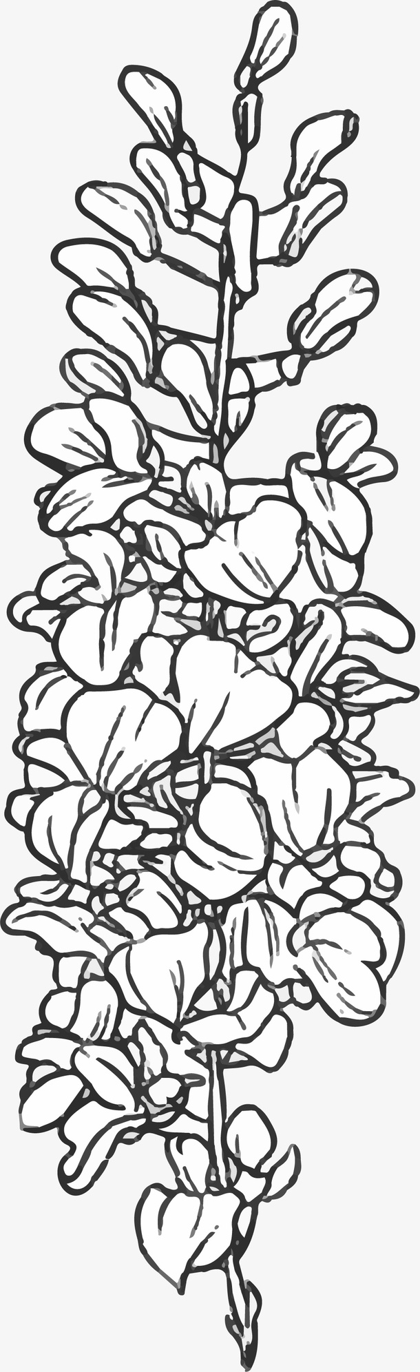 黑白描边矢量薰衣草免抠