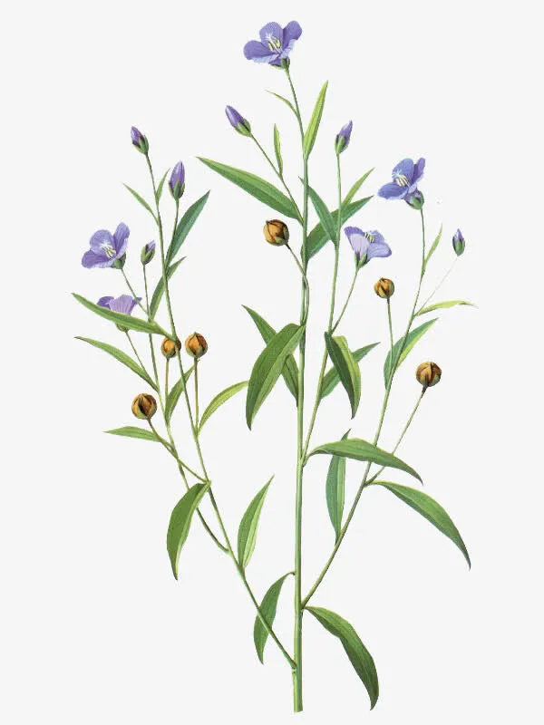 亚麻籽花免抠