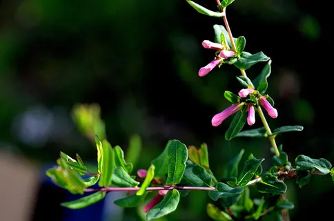 野花盛开的季节高清 野花盛开的季节高清