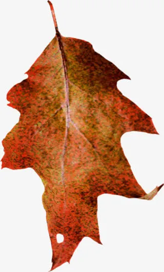 枯叶素材图案免抠