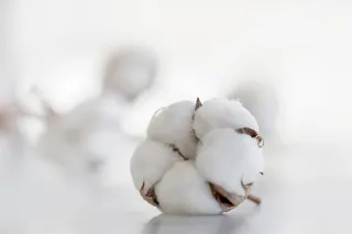 白色背景中的棉花干花高清