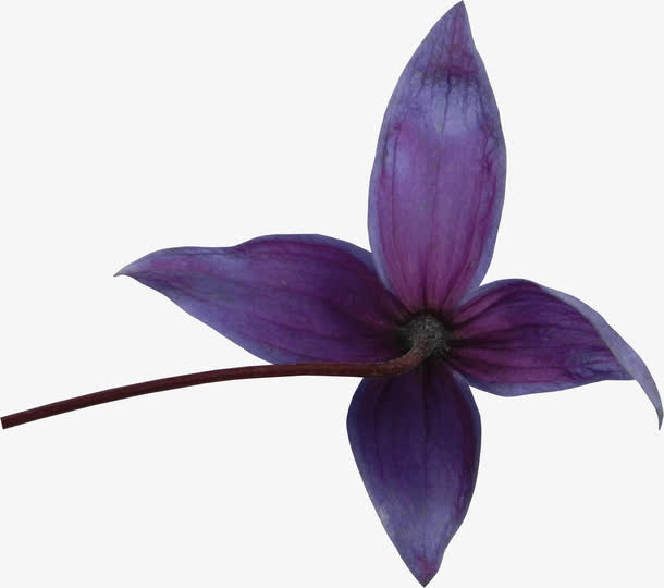 紫花免抠