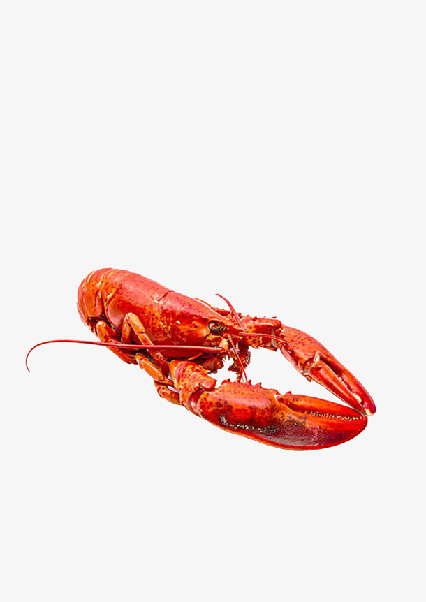 煮熟了的大龙虾免抠