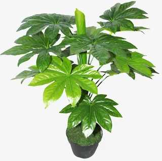 八角金盘免抠png免抠