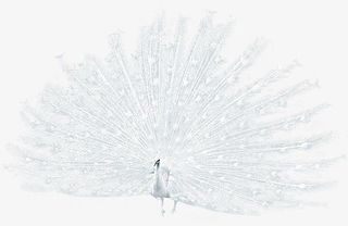 漂亮的白色孔雀开屏免抠