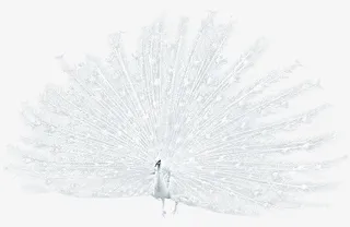 漂亮的白色孔雀开屏免抠