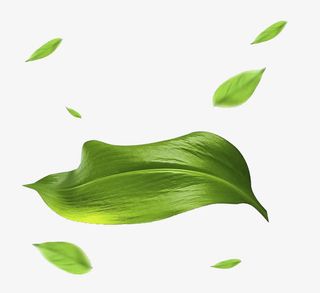 一片绿叶免抠