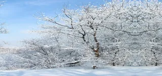 雪后树林风景高清