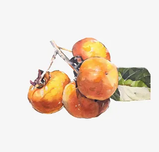 柿子手绘画免费下载免抠