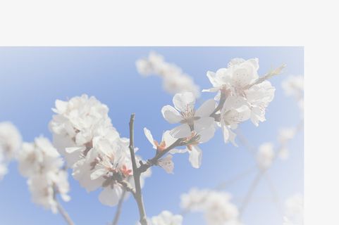 春天 草地 桃花 梨花 渐变透明 元素4免抠背景场景背景元素