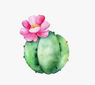 小清新插画广告设计卡通多肉盆栽免抠