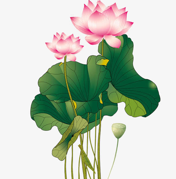 荷花图案免抠