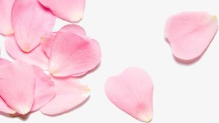 粉色浪漫花瓣免扣情人节七夕素材免抠