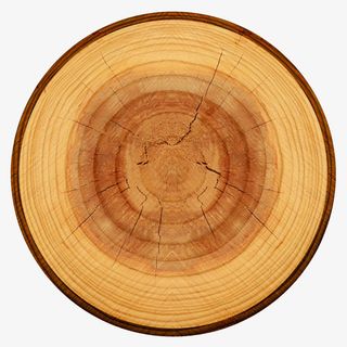 黄色中心布满裂纹的木头截面实物免抠