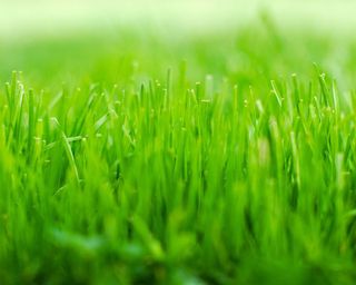 树叶素材图片，实物,素材，绿免抠