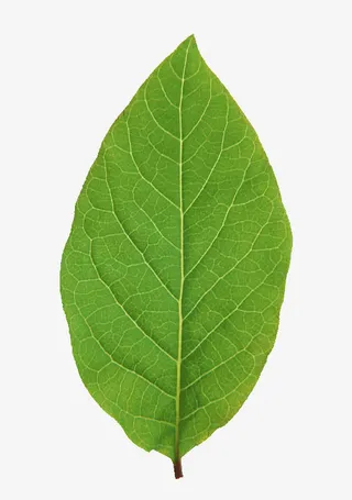 一片清晰的绿叶免抠