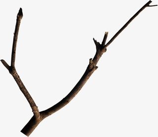 植物枯树枝免抠