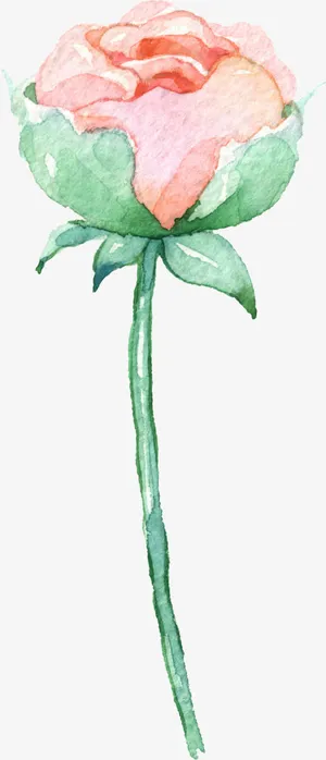 含苞待放的花免抠