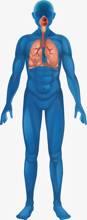 人体肺部结构免抠