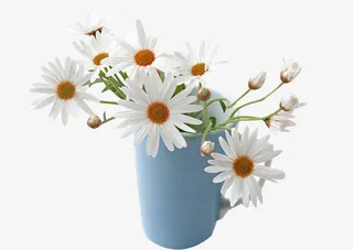 杯子里的杭白菊图片素材免抠