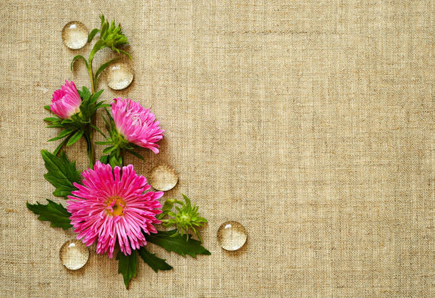 水珠与菊花免抠