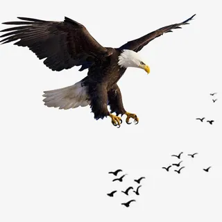 老鹰素材免抠装饰动物元素