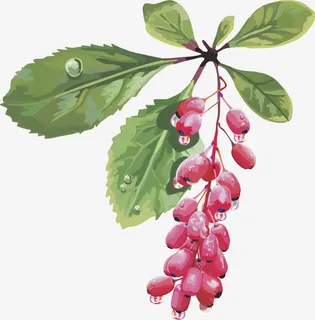 水果矢量图葡萄红枣免抠 水果矢量图葡萄红枣免抠