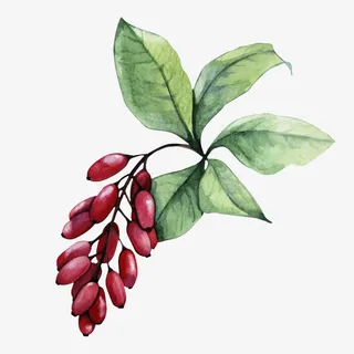 手绘  卡通 红豆免抠