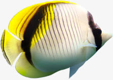 热带鱼之夏季促销海报免抠