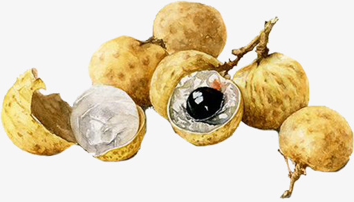 手绘水果彩色龙眼免抠