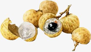 手绘水果彩色龙眼免抠