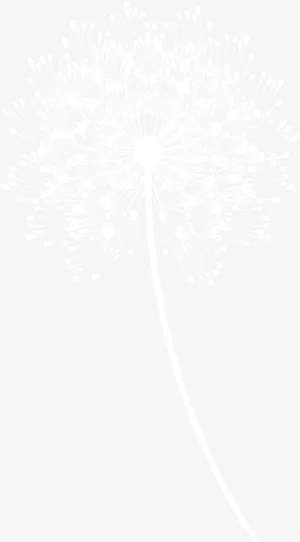扁平风格白色蒲公英免抠