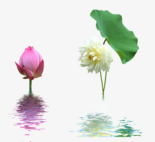 荷花水纹免抠